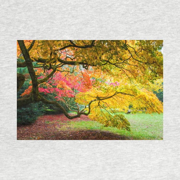 Japanese Maples (Acer Palmatum) in Autumn Colours by GrahamPrentice